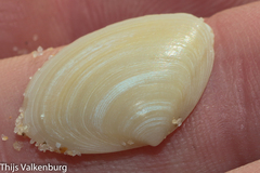 Tellinidae