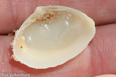Tellinidae