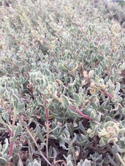 Tetragonia decumbens