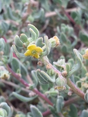 Tetragonia decumbens