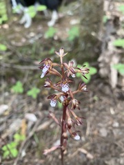 Corallorhiza maculata maculata