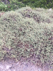 Tetragonia decumbens