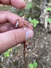 Corallorhiza maculata maculata
