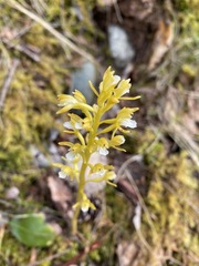 Corallorhiza maculata maculata