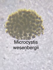 Microcystis wesenbergii