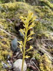Corallorhiza maculata maculata