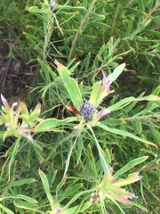 Leucadendron coniferum