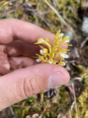 Corallorhiza maculata maculata