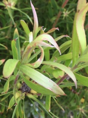 Leucadendron coniferum