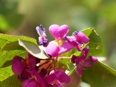 Dipogon lignosus