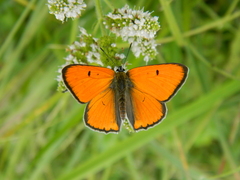 Lycaena dispar