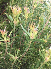 Leucadendron coniferum