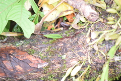 Microgramma lycopodioides