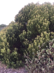 Leucadendron coniferum