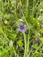 Sisyrinchium idahoense
