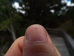 Wolffia brasiliensis