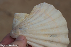 Pecten