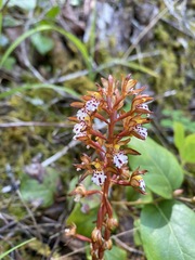 Corallorhiza maculata occidentalis