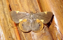 Opisthoxia