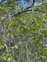 Hancornia speciosa