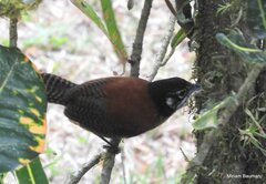 Cantorchilus nigricapillus