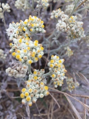 Helichrysum crispum
