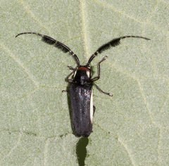 Hemilophus