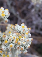 Helichrysum crispum