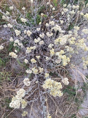 Helichrysum crispum