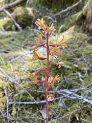 Corallorhiza maculata occidentalis