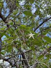 Hancornia speciosa