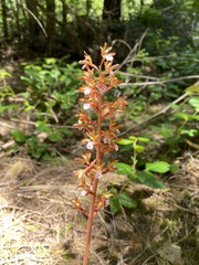 Corallorhiza maculata occidentalis