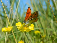 Lycaena dispar