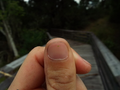 Wolffia brasiliensis