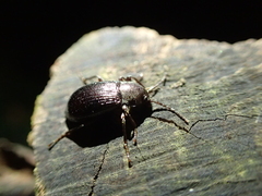 Helopini