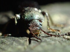 Helopini