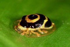 Ischnocodia annulus