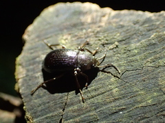 Helopini
