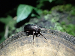 Helopini