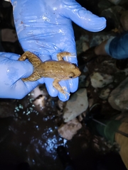 Lithobates zweifeli