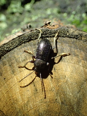 Helopini