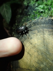 Helopini