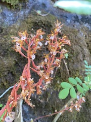 Corallorhiza maculata occidentalis