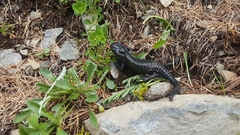 Salamandra atra atra