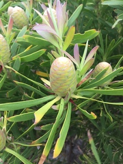 Leucadendron coniferum