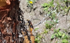 Urocerus gigas