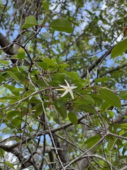 Hancornia speciosa
