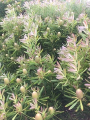 Leucadendron coniferum