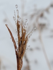 Sporobolus michauxianus