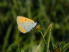 Lycaena dispar
